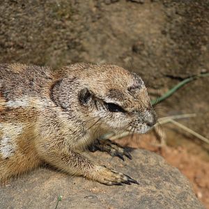 Cape Ground Squirrel