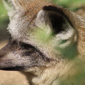 Bat-eared Fox