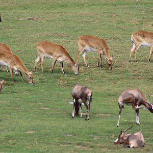 African Savanna (Kafue Lechwe, Blesbok)