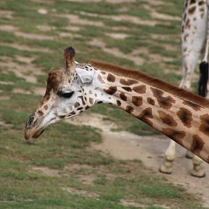 Rothschild's Giraffe