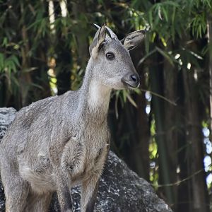 Burmese Goral (Naemorhedus evansi)