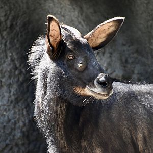 Indochinese Serow (Capricornis milneedwardsii maritimus)