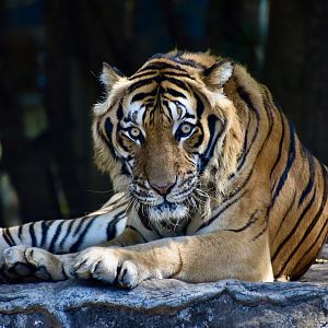 Indochinese Tiger (Panthera tigris corbetti)