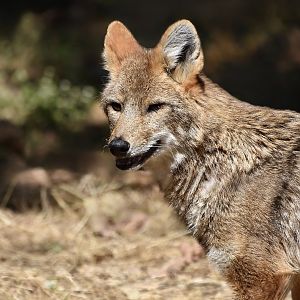 Siamese Golden Jackal (Canis aureus cruesemanni)