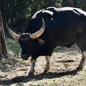 Southeast Asian Gaur (Bos gaurus laosiensis) male