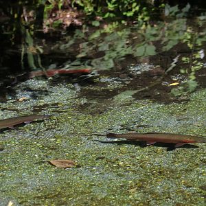 Rainbow Trout (Oncorhynchus mykiss)