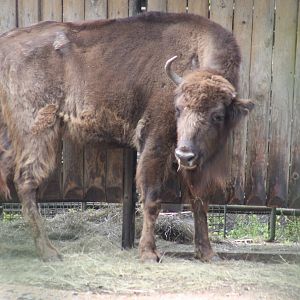 Wisent