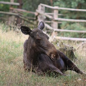 Eurasian Moose