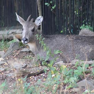 Central Chinese Goral