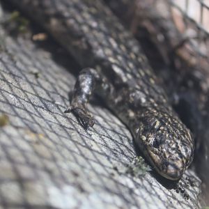 Grand Skink (Oligosoma grande)