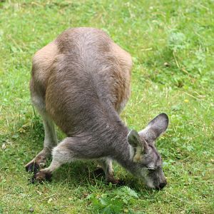 Wallaroo