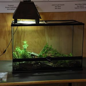 Tuatara room: Terrarium for baby Tuatara