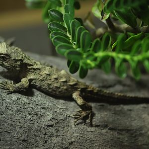 Tuatara room: Extremely small baby Tuatara (Sphenodon punctatus)