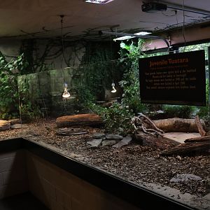 Tuatara room: Enclosure for large juvenile Tuatara
