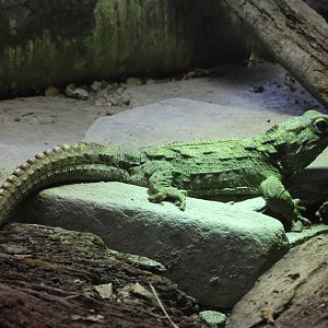 Tuatara room: Large juvenile Tuatara (Sphenodon punctatus)