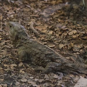 Tuatara room: Large juvenile Tuatara (Sphenodon punctatus)