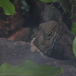 Small juvenile Tuatara (Sphenodon punctatus)