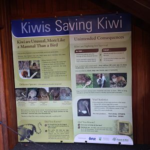 Kiwi conservation signage