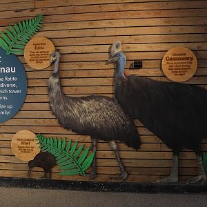 Ratite height signage