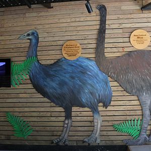 Ratite height signage