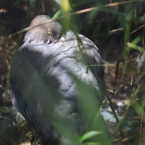Blue Duck (Hymenolaimus malacorhynchos)