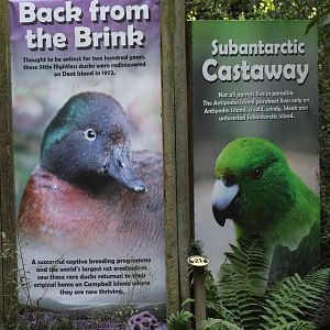 Signage for Campbell Island Teal and Antipodes Island Parakeet