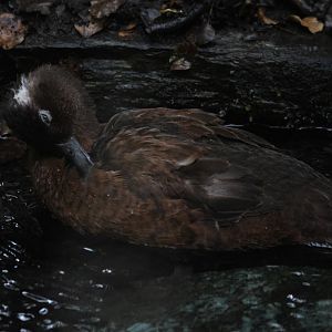 Campbell Island Teal (Anas nesiotis) female
