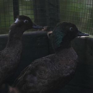 Campbell Island Teal (Anas nesiotis) female (left) and drake (right)