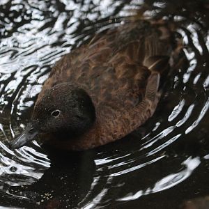 Campbell Island Teal (Anas nesiotis) drake