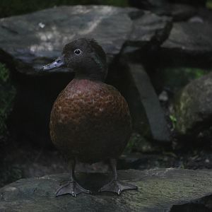 Campbell Island Teal (Anas nesiotis) drake