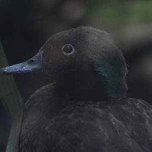 Campbell Island Teal (Anas nesiotis) drake