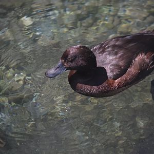 New Zealand Scaup (Aythya novaeseelandiae) female