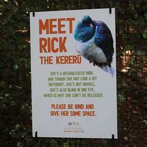 Signage for Rick the Kererū (Hemiphaga novaeseelandiae)