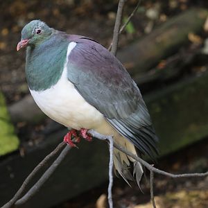 Rick the Kererū (Hemiphaga novaeseelandiae)