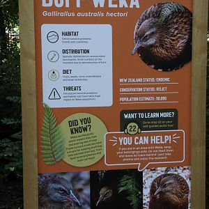 Signage for Buff Weka