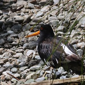 South Island Pied Oystercatcher (Haematopus finschi)