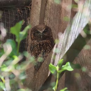 Ruru (Ninox novaeseelandiae)