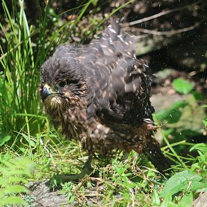 New Zealand Falcon (Falco novaeseelandiae)