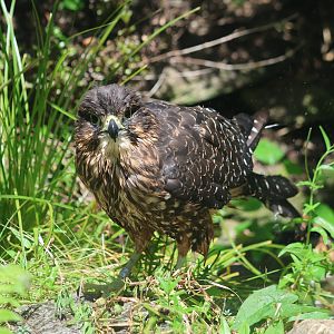 New Zealand Falcon (Falco novaeseelandiae)