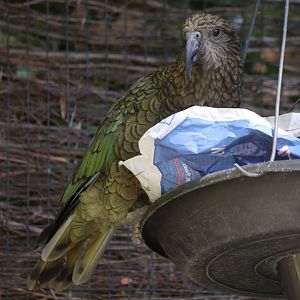 Kea (Nestor notabilis)