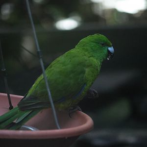 Antipodes Island Parakeet (Cyanoramphus unicolor)