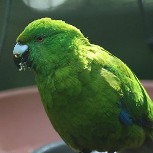 Antipodes Island Parakeet (Cyanoramphus unicolor)