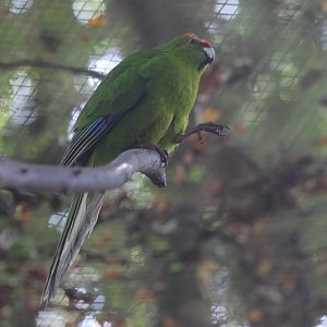 Red-crowned Kākāriki (Cyanoramphus novaezelandiae)