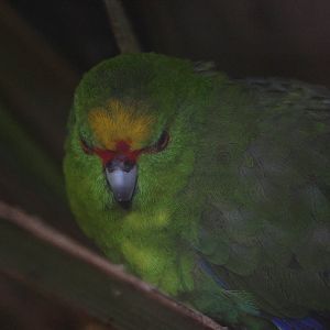 Yellow-crowned Kākāriki (Cyanoramphus auriceps)