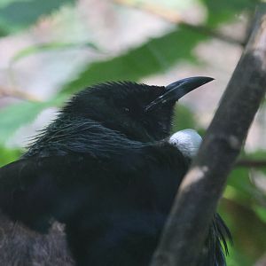Tūī (Prosthemadera novaeseelandiae novaeseelandiae)