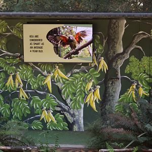 Stage for free-flight conservation show