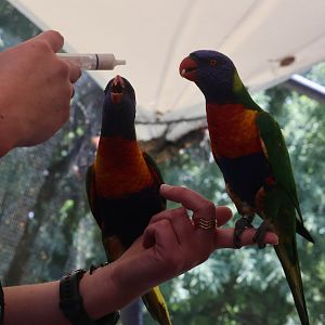 Free-flight conservation show: Rainbow Lorikeet (Trichoglossus moluccanus)