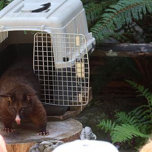 Free-flight conservation show: Common Brushtail Possum (Trichosurus vulpecula)