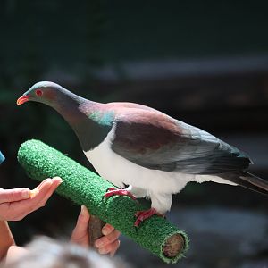 Free-flight conservation show: Kererū (Hemiphaga novaeseelandiae)