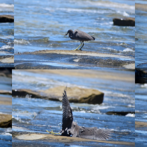 Pacific Reef Heron hunting crab